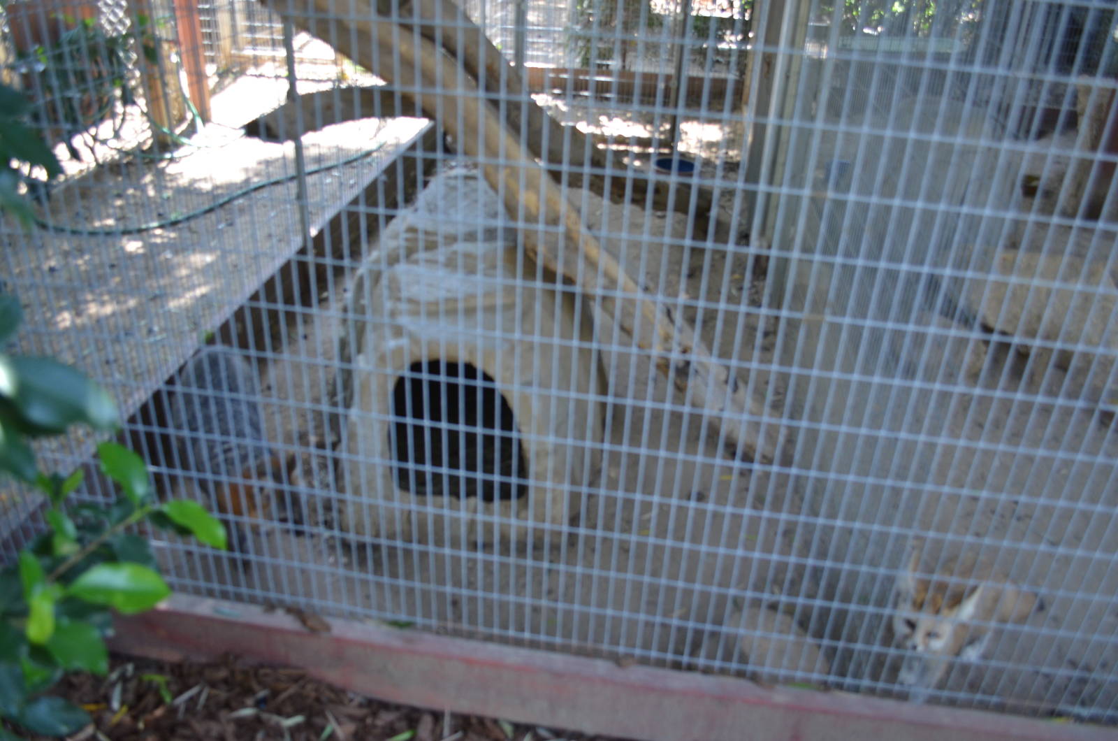 Fox Enclosures