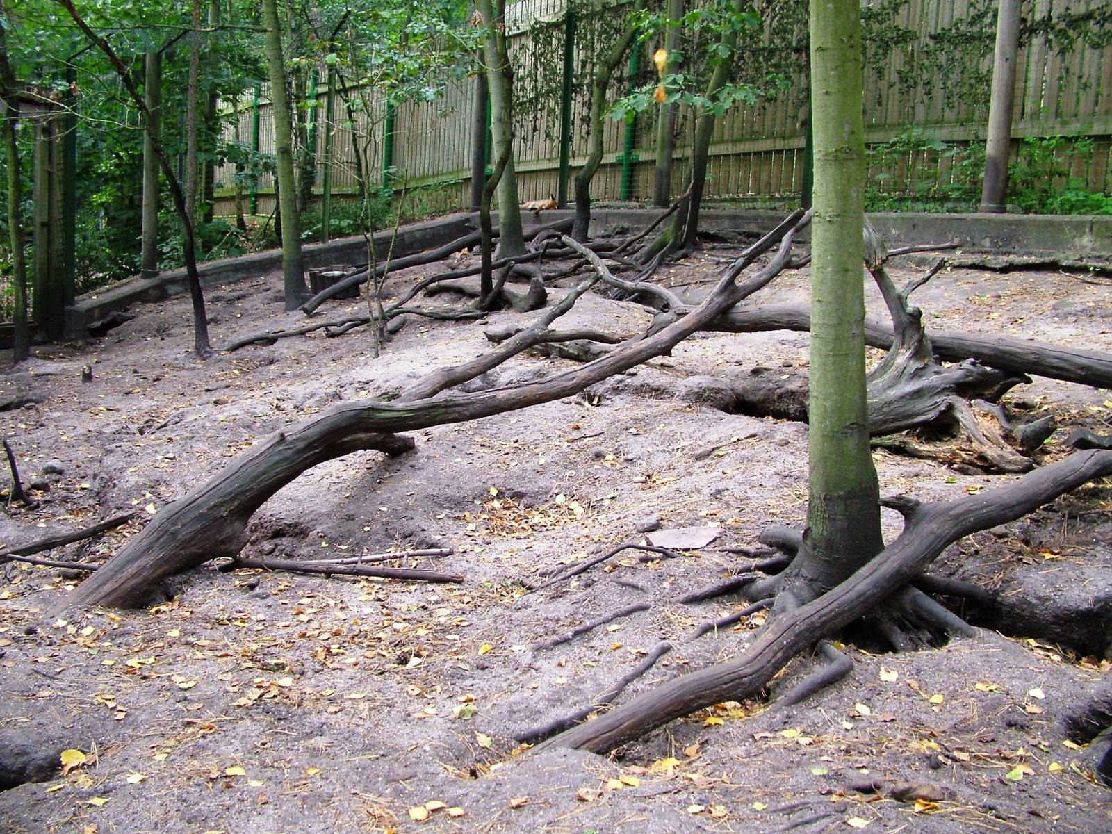 Fox Exhibit at Decin, 28/08/12