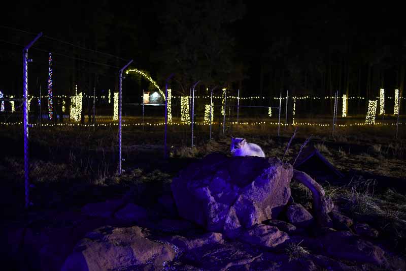 fox exhibit at night