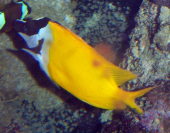 Fox-faced Rabbitfish (Siganus vulpinus)