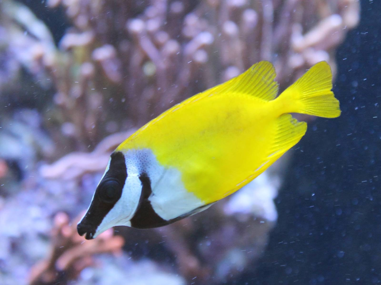 Fox-faced rabbitfish