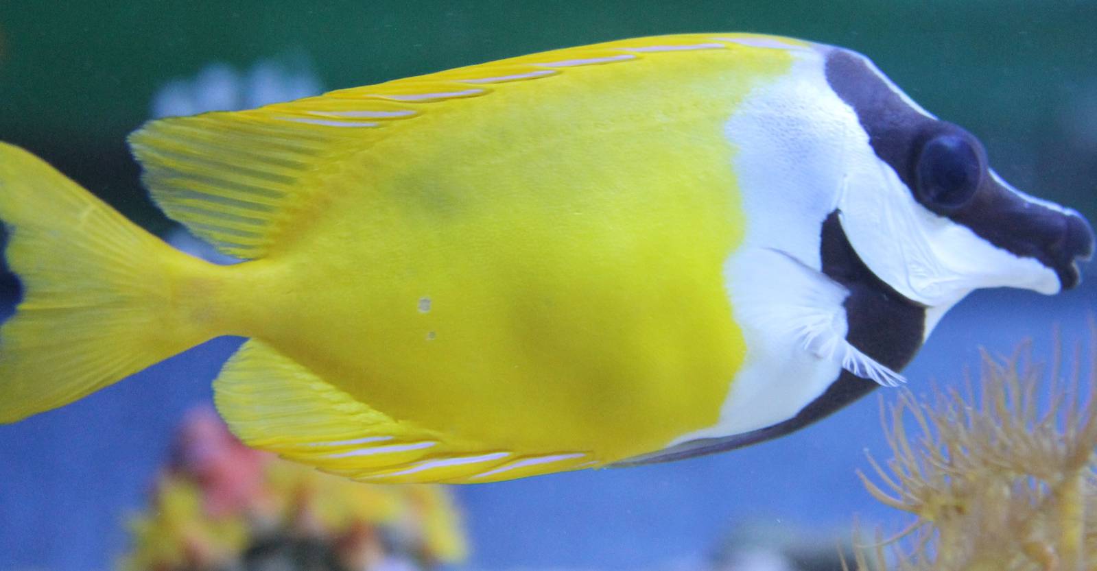 Fox-faced rabbitfish