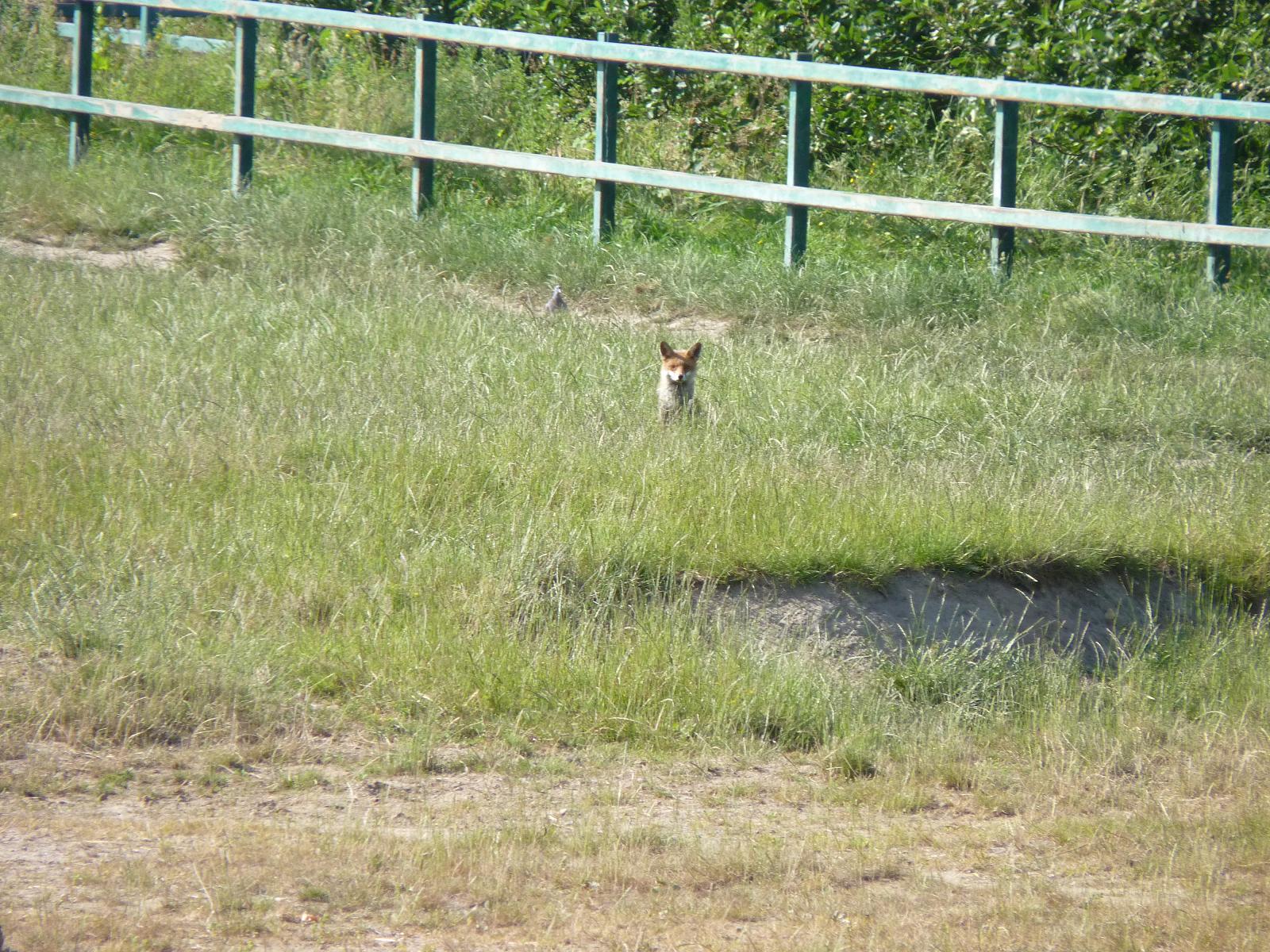 Fox in the Rhino Paddock