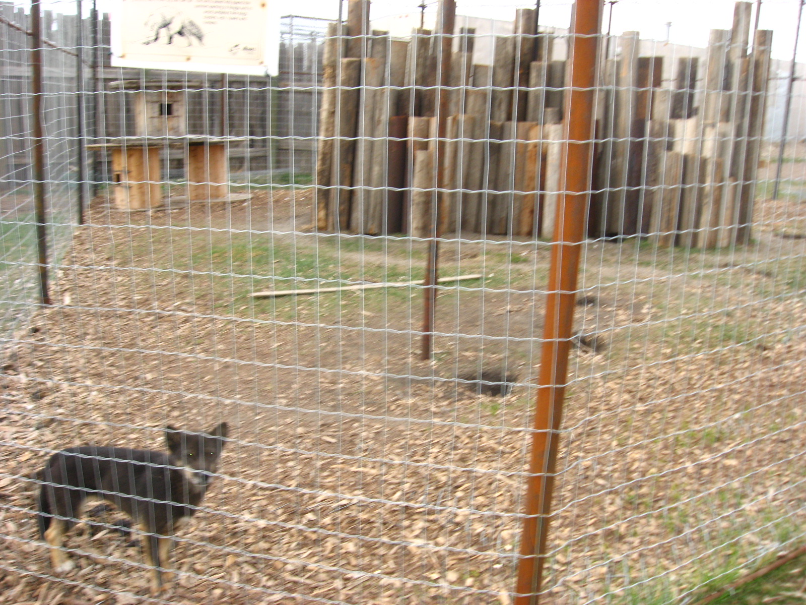 Fox/NGSD enclosure at Guzoo