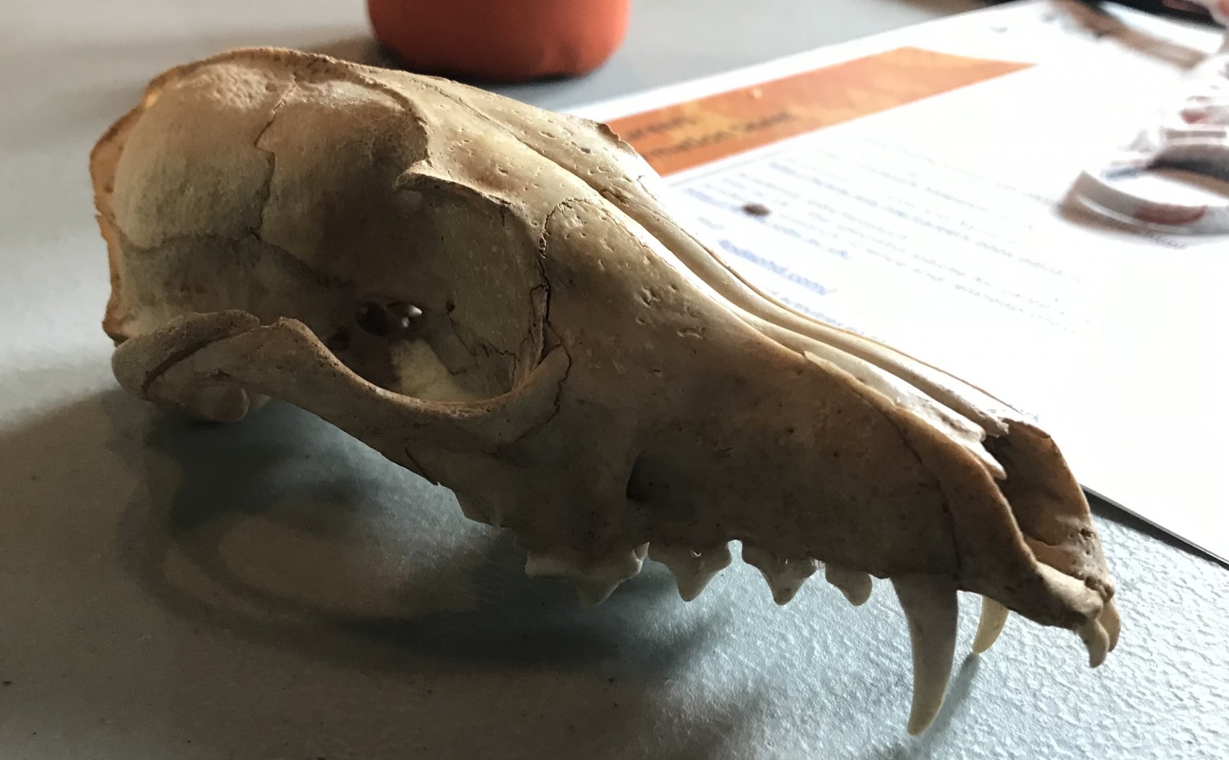 Fox skull