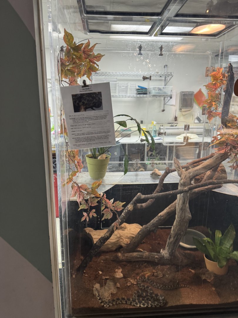 Fox Snake Exhibit- December 2024