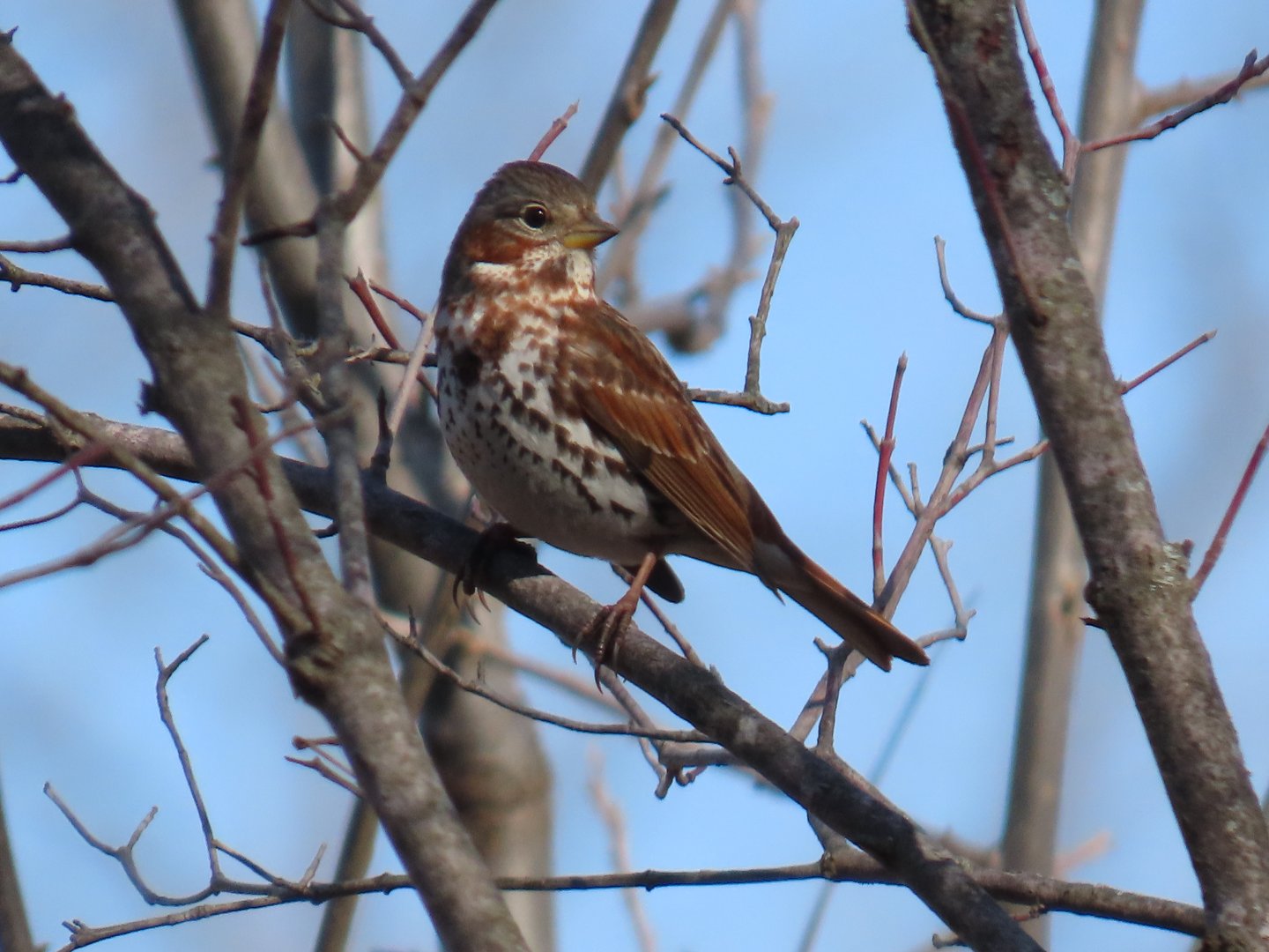 Fox Sparrow (Passerella iliaca)