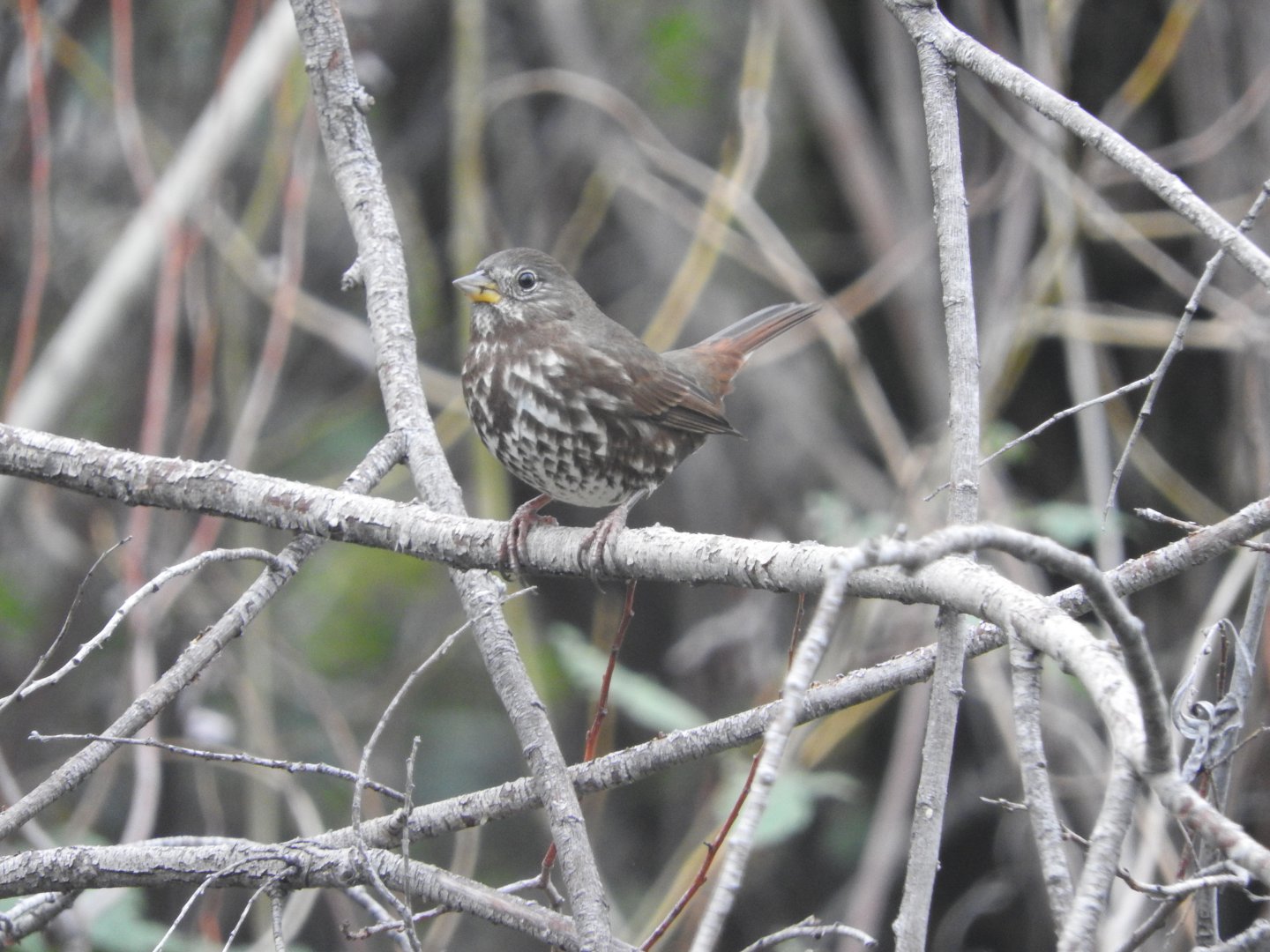 Fox Sparrow, Sooty group