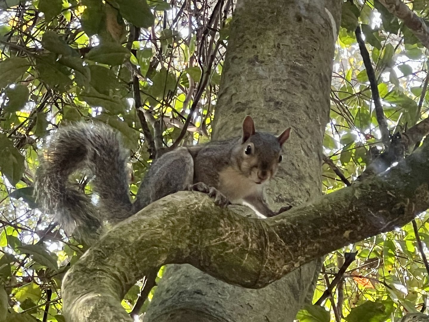 Fox Squirrel (I’m reasonably certain)