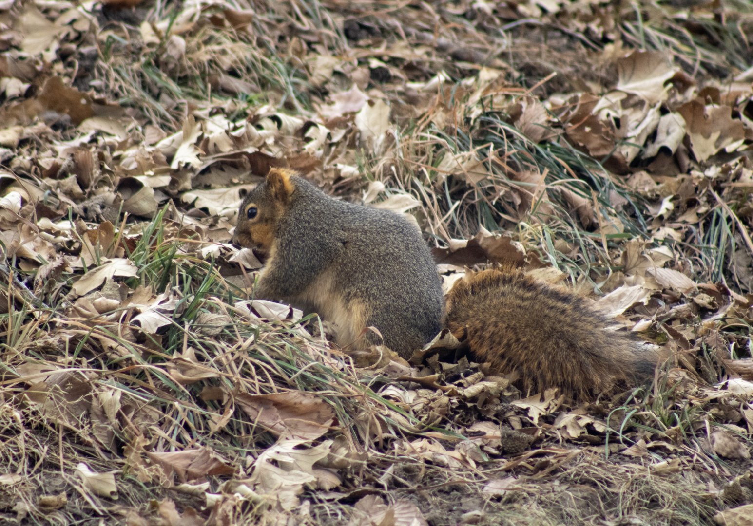 Fox Squirrel - Nebraska