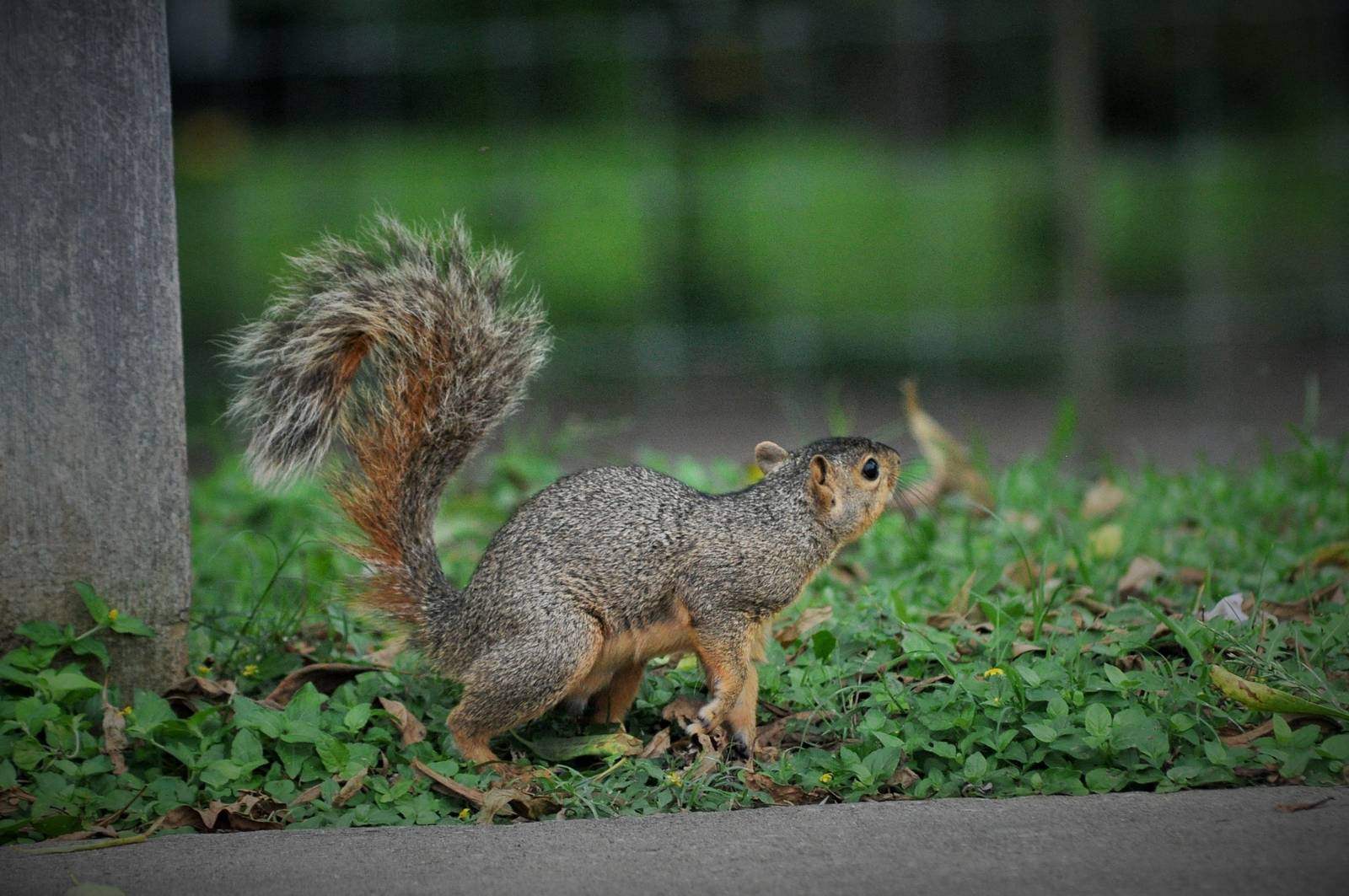 Fox Squirrel - Texas