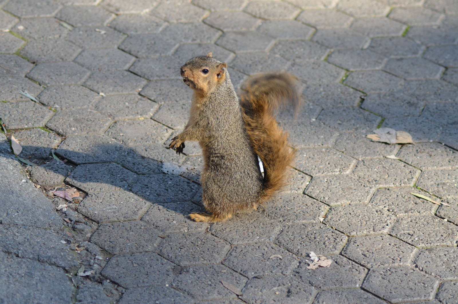 Fox Squirrel