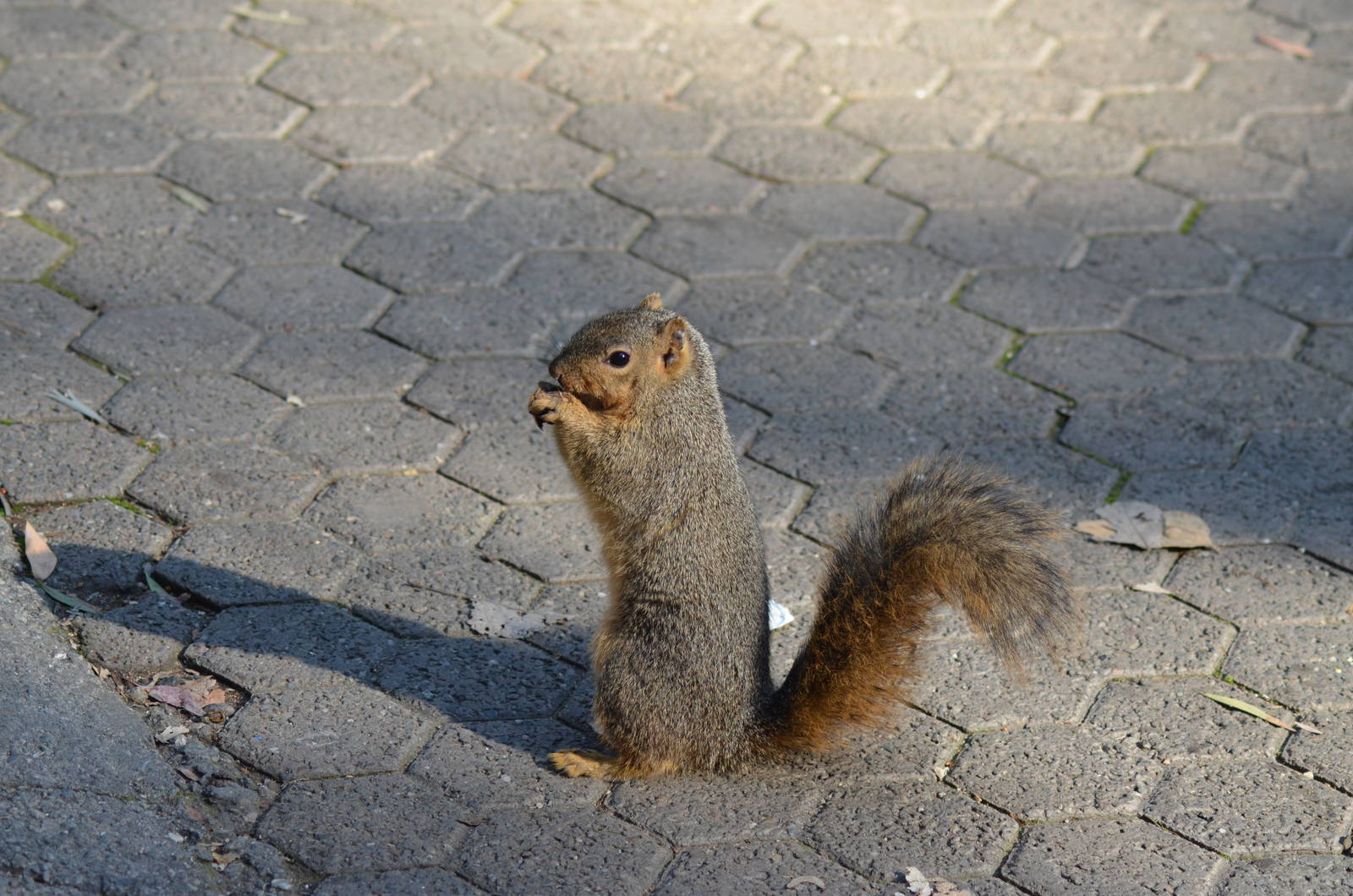 Fox Squirrel