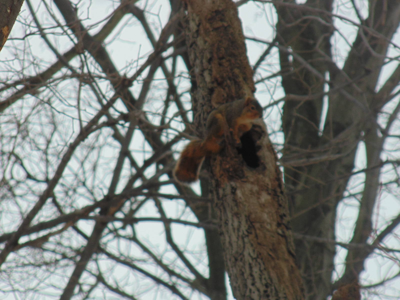 Fox Squirrel