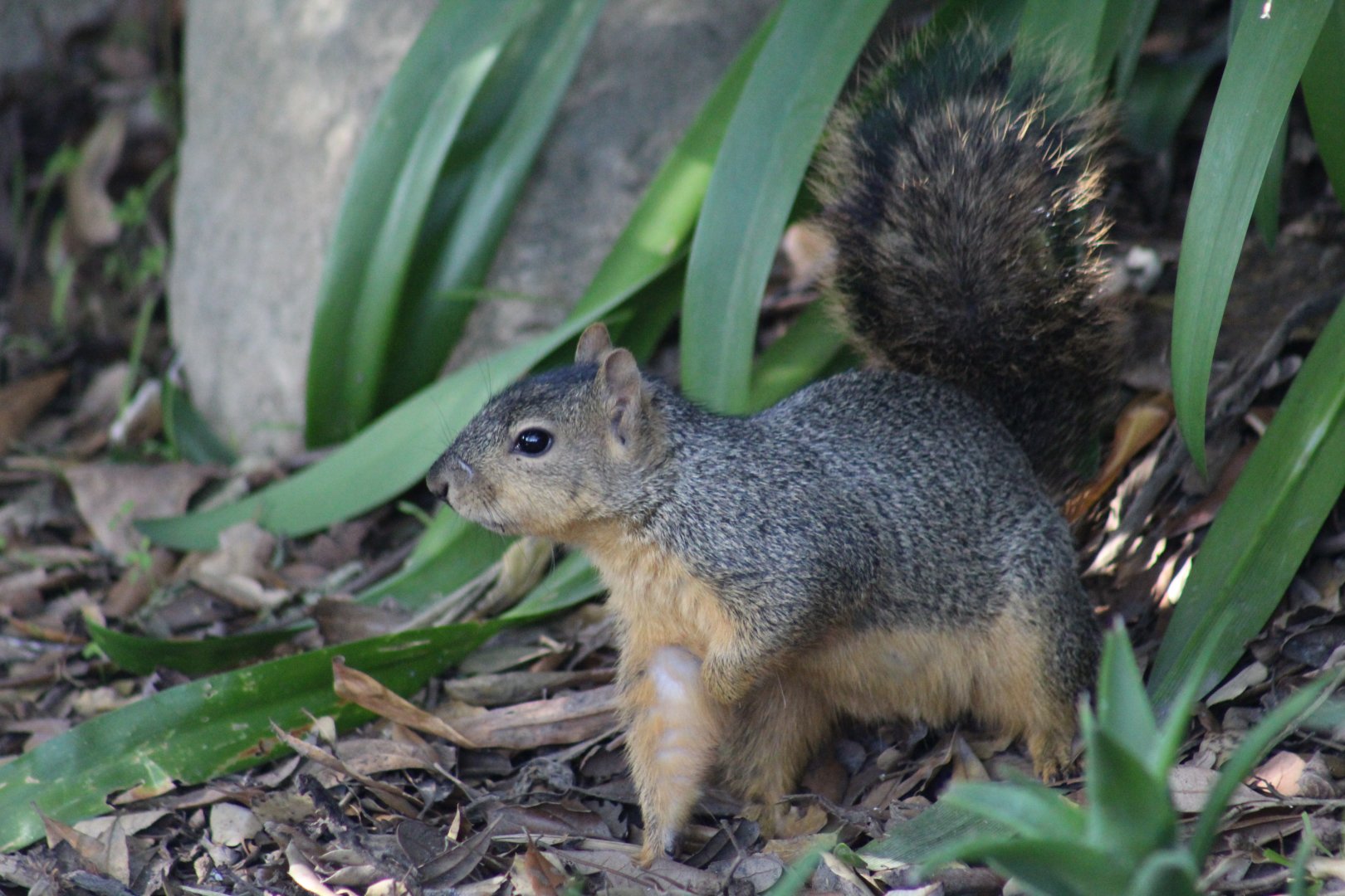 Fox Squirrel