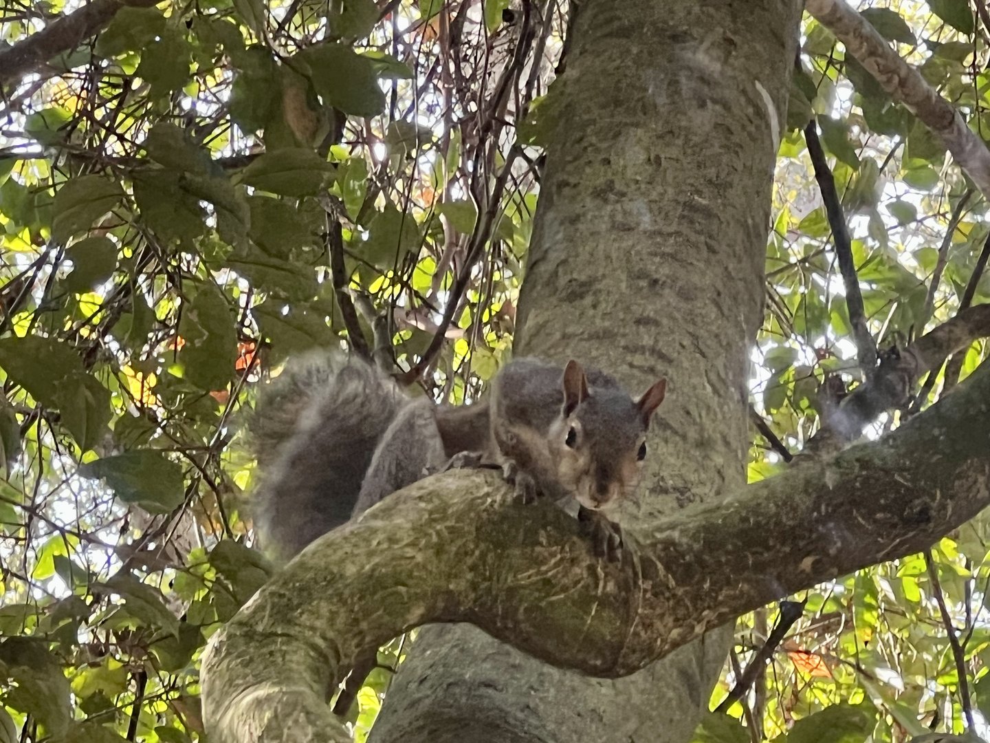 Fox Squirrel