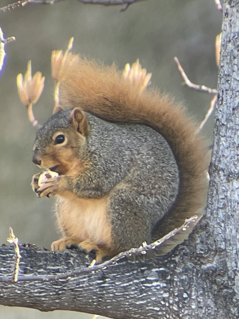 Fox Squirrel