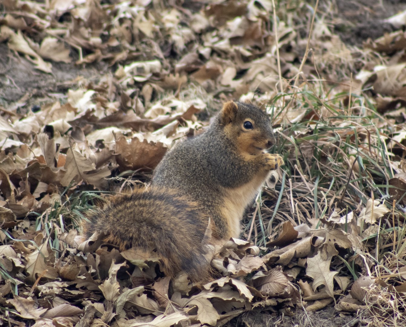 Fox Squirrel