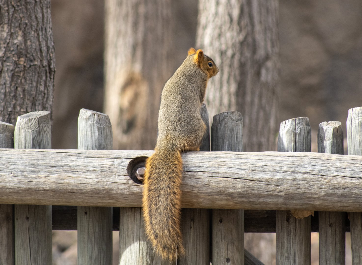 Fox Squirrel