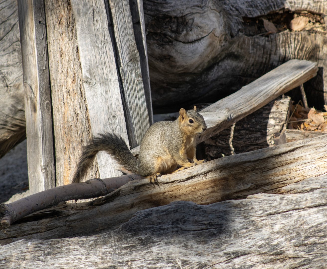 Fox Squirrel