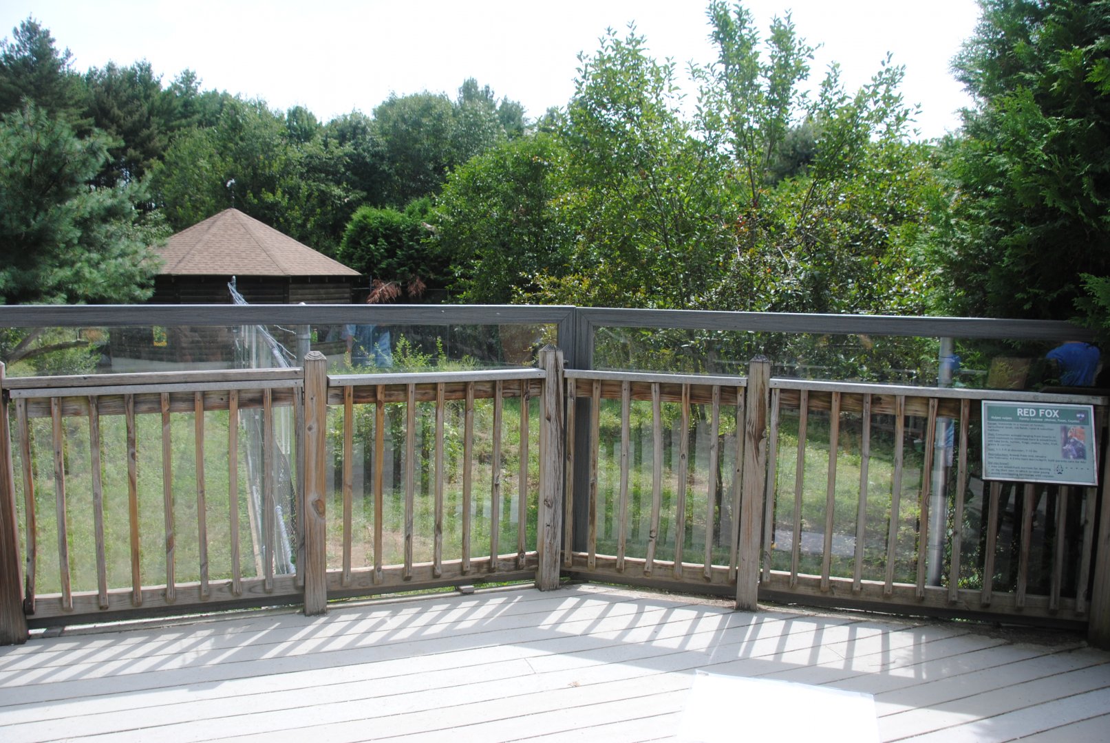 Foxes exhibit (view from the deck): Red Foxe on the right, and Grey Fox on the left