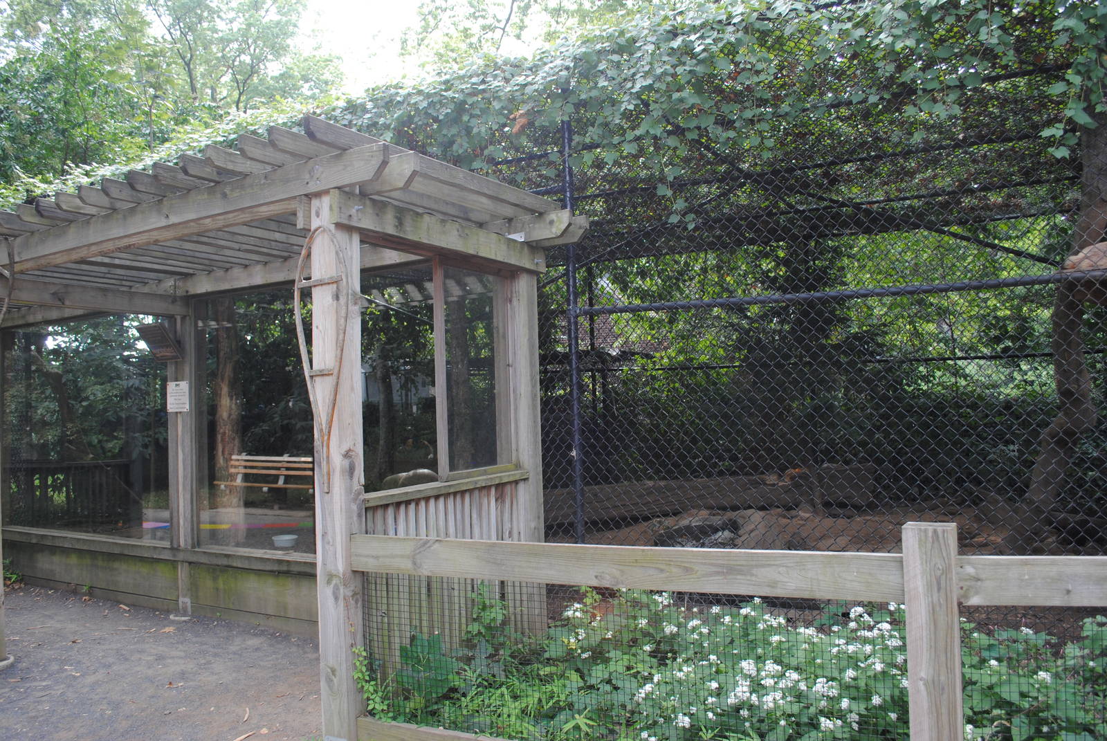 Foxes mixed exhibit: Red Foxes/Arctic Foxes