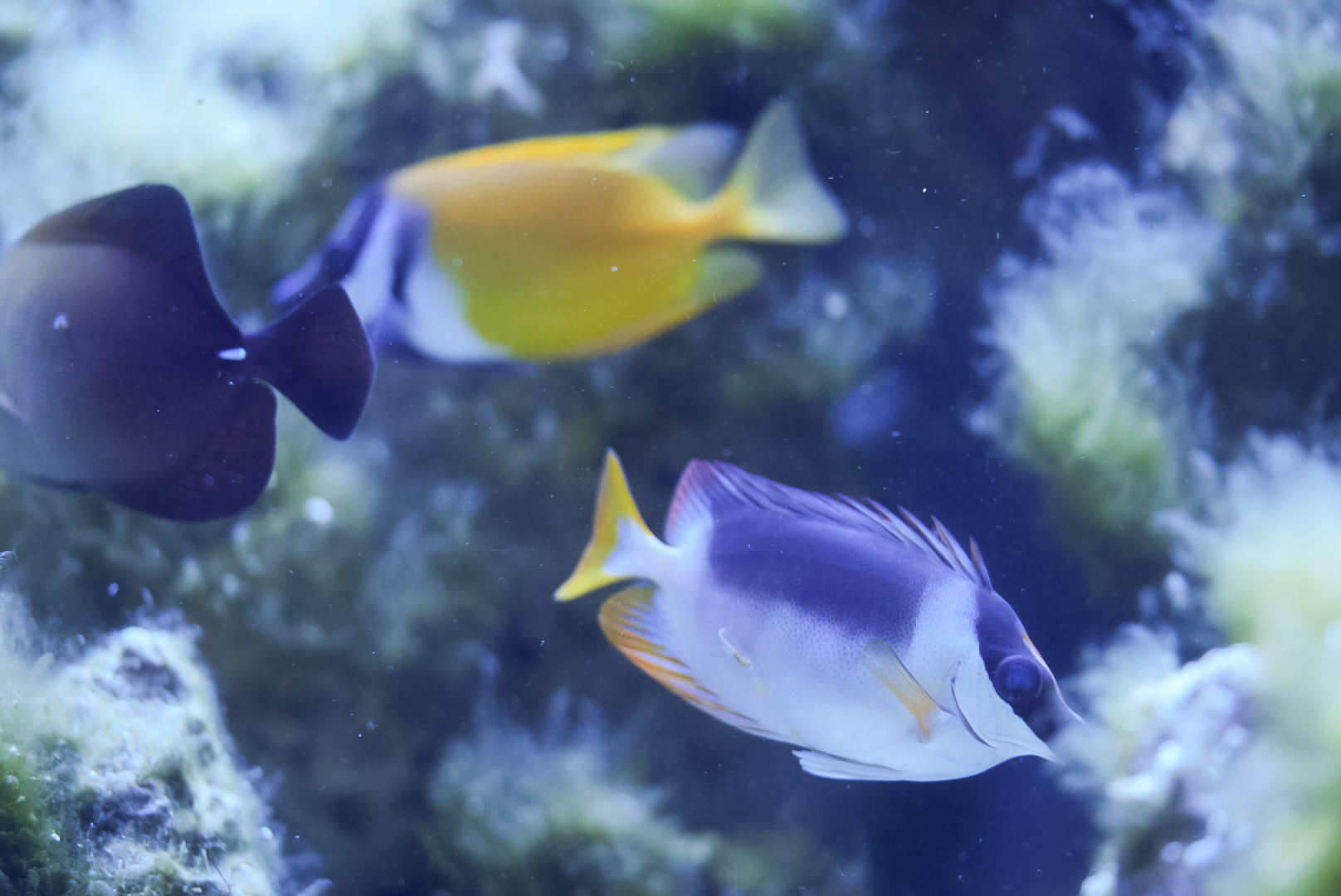 Foxface & Magnificent Foxface Rabbitfish
