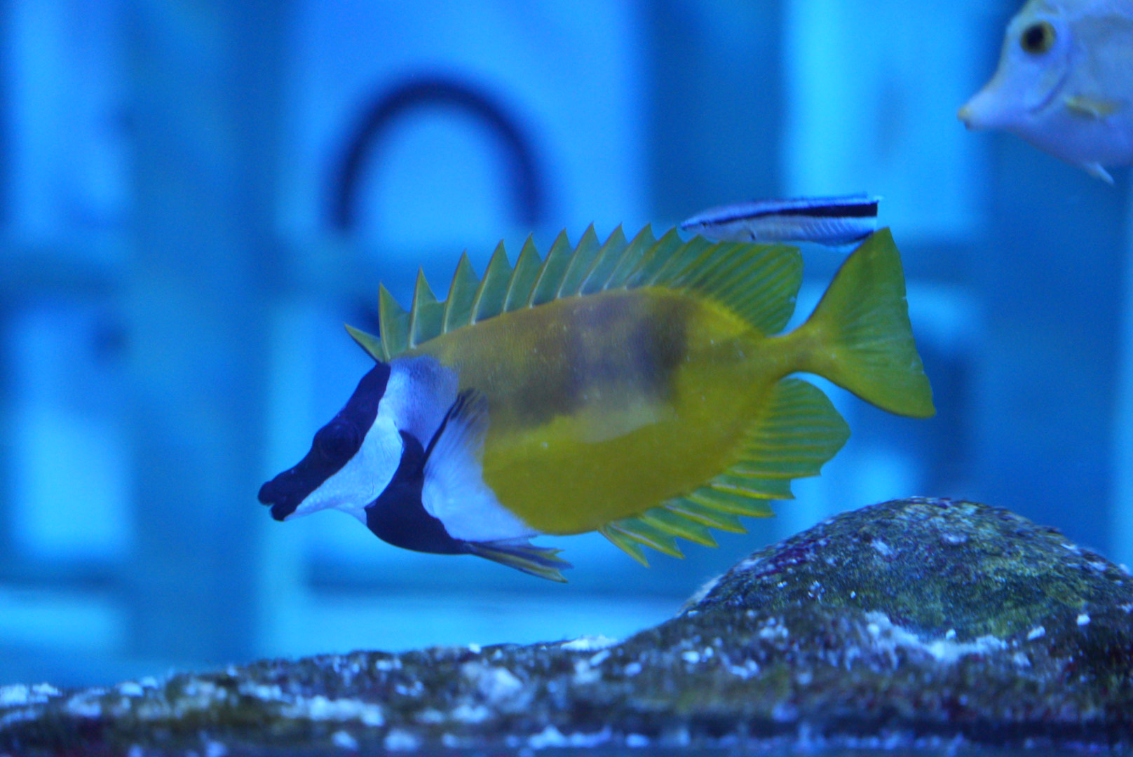 Foxface Rabbitfish & Blue Streak Cleaner Wrasse