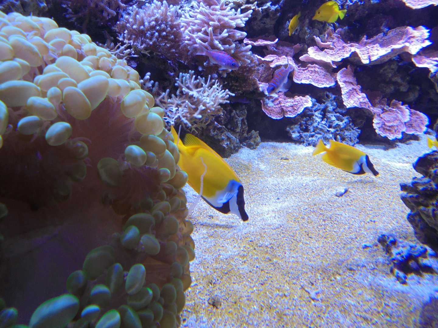 Foxface rabbitfish (?) in aquarium