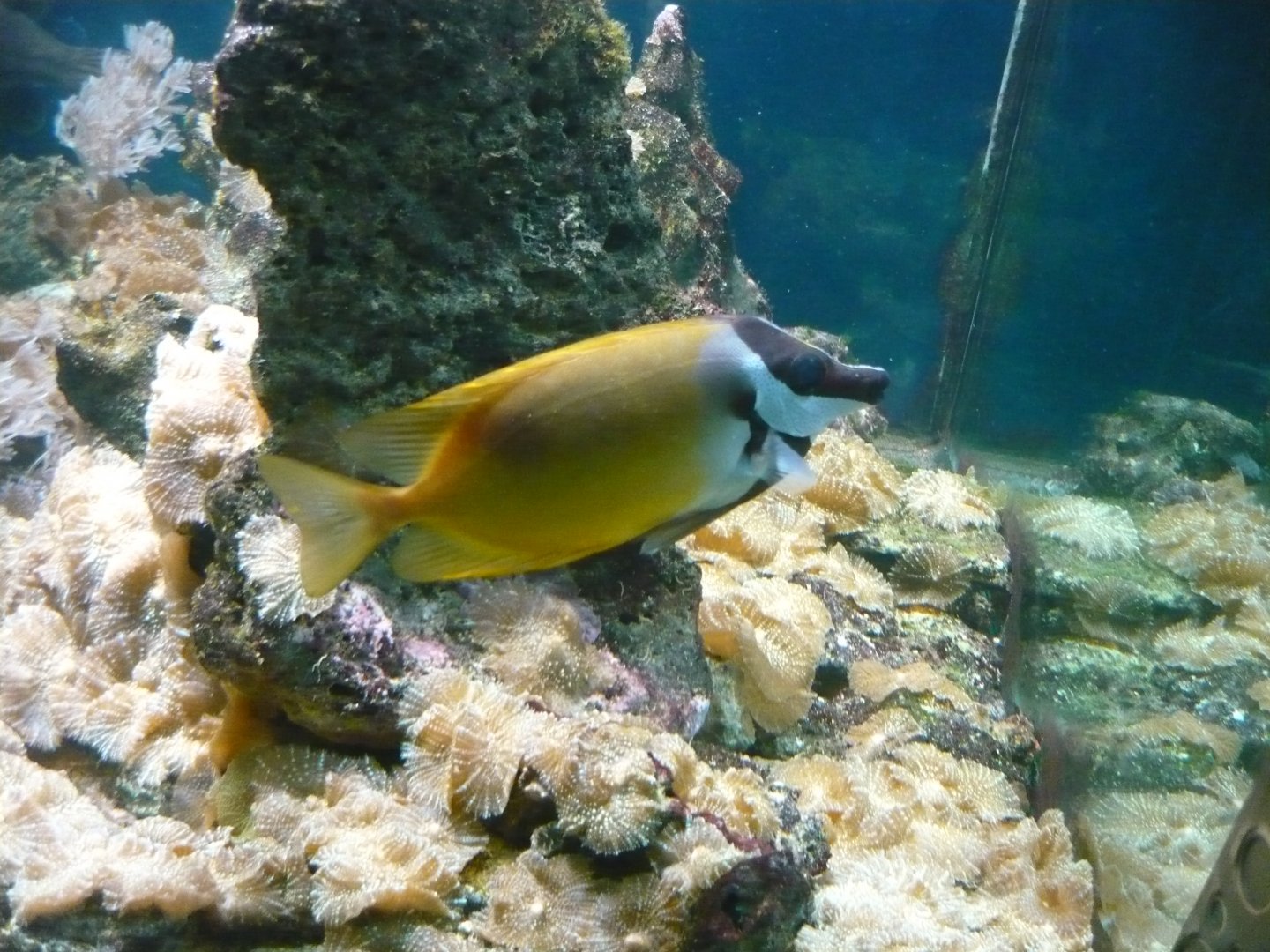 Foxface rabbitfish (Siganus vulpinus)