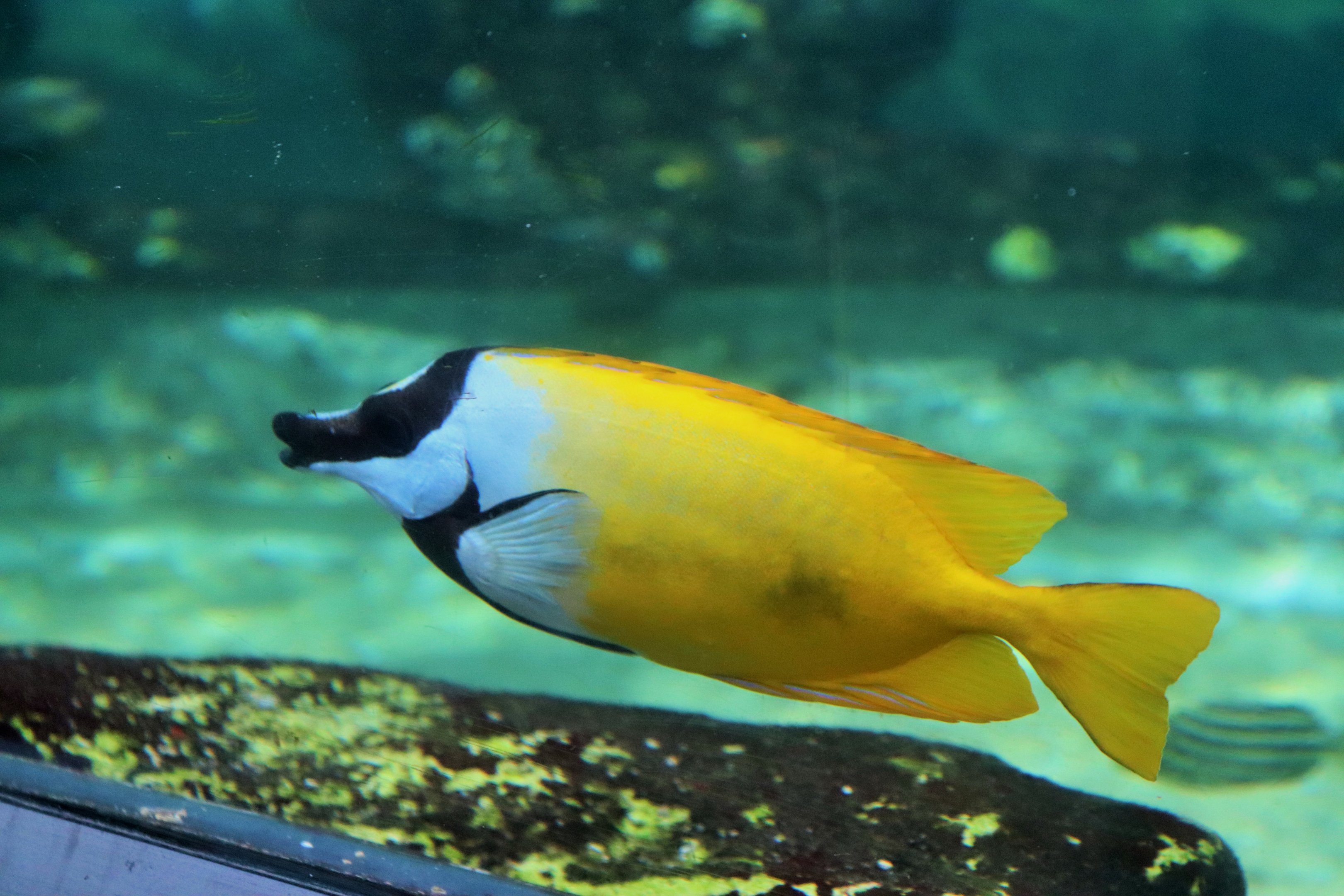 Foxface Rabbitfish (Siganus vulpinus)