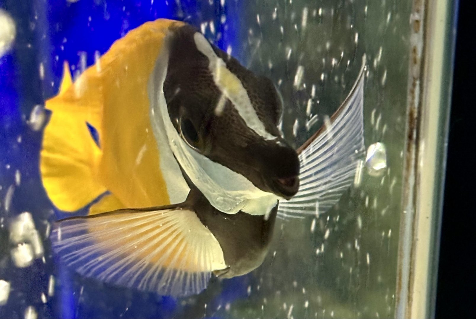 Foxface rabbitfish (Siganus vulpinus)