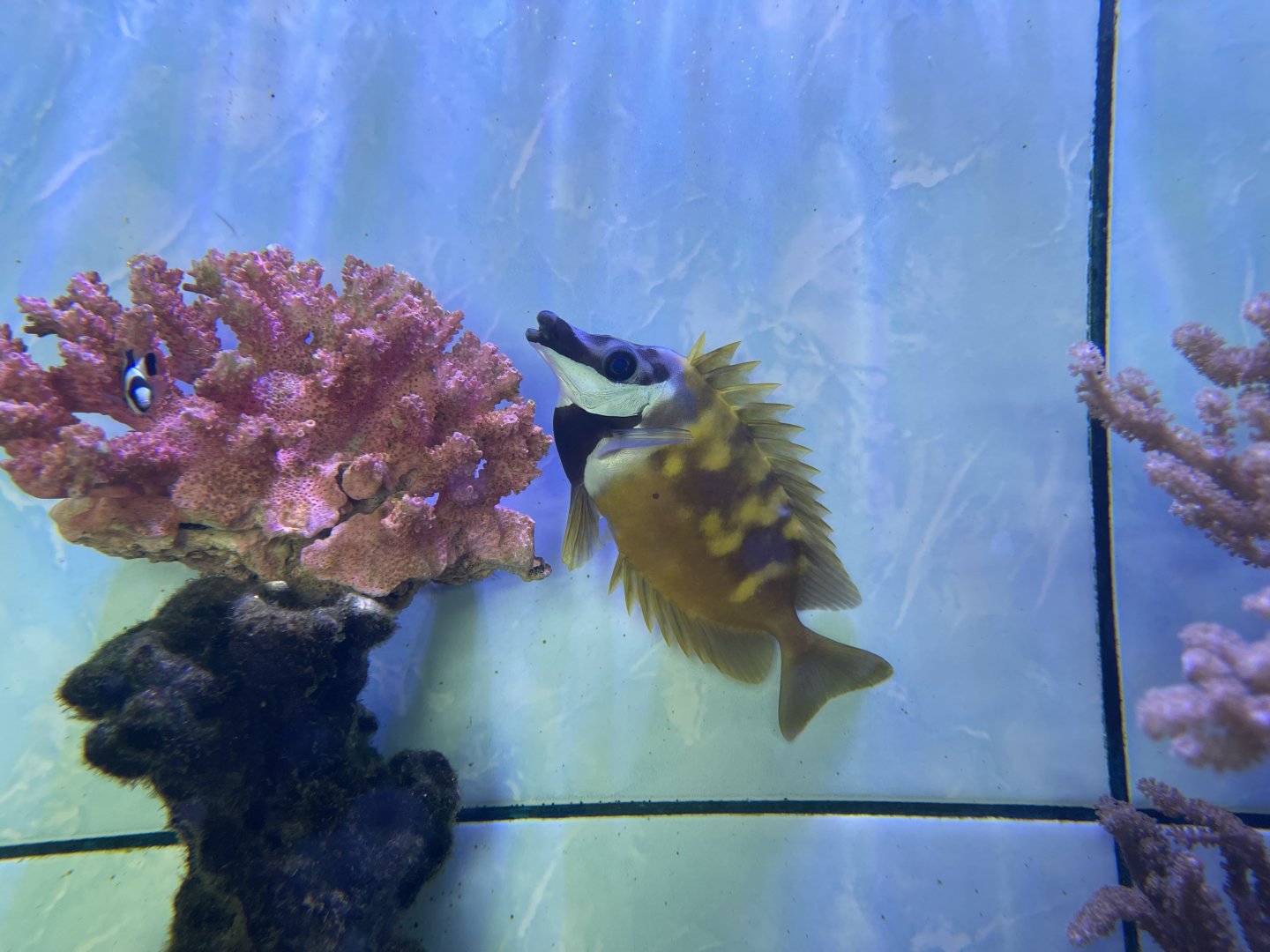 foxface rabbitfish (siganus vulpinus)