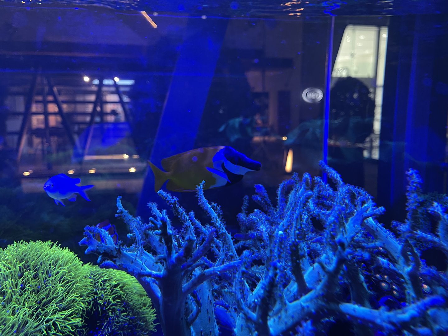 foxface rabbitfish (siganus vulpinus)