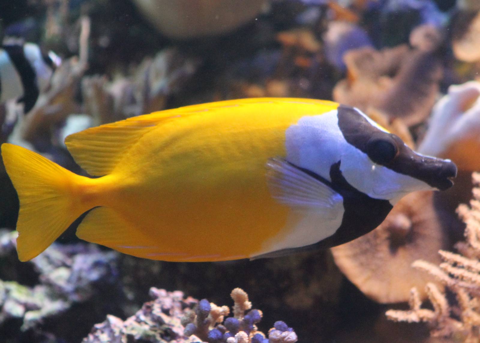 Foxface Rabbitfish