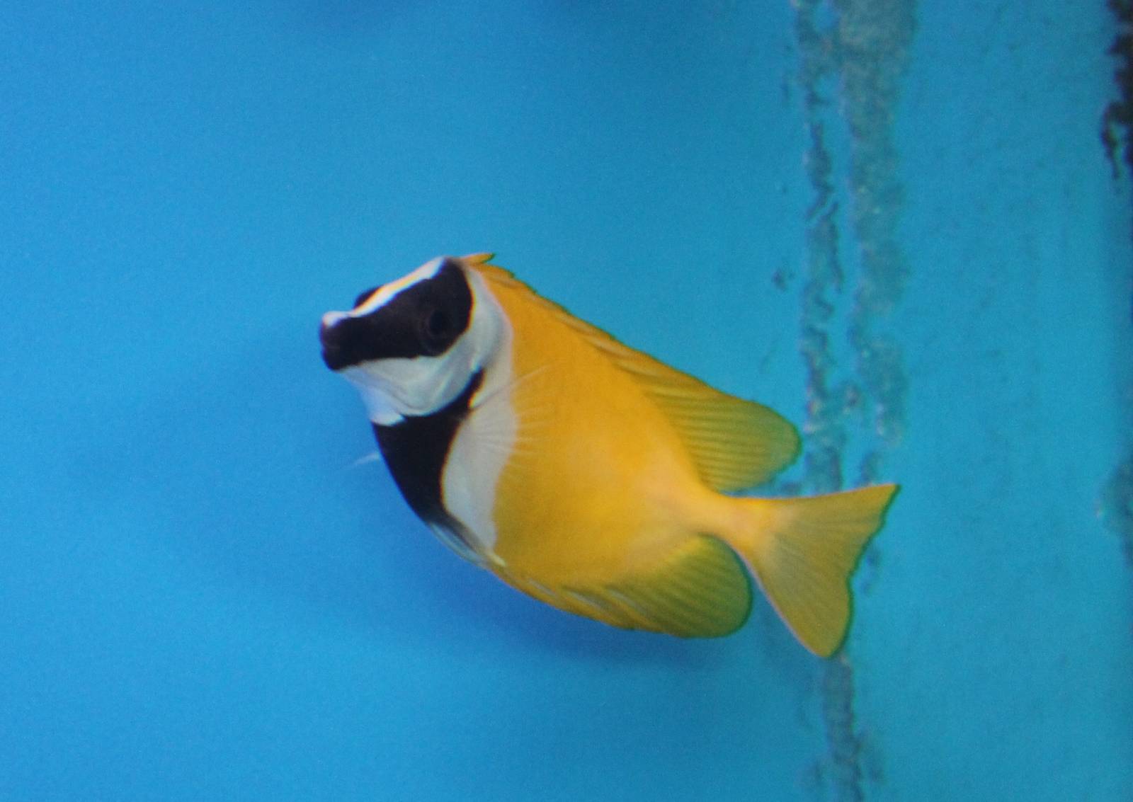 Foxface rabbitfish