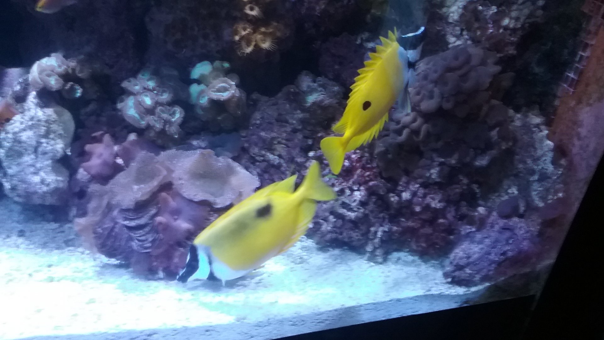 Foxface Rabbitfish