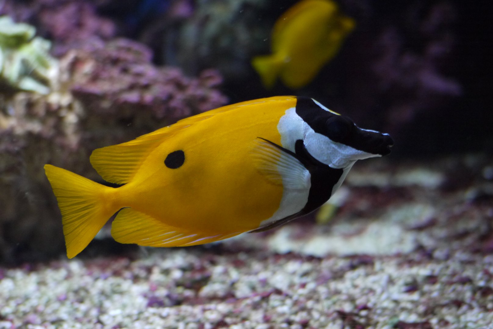 Foxface Rabbitfish