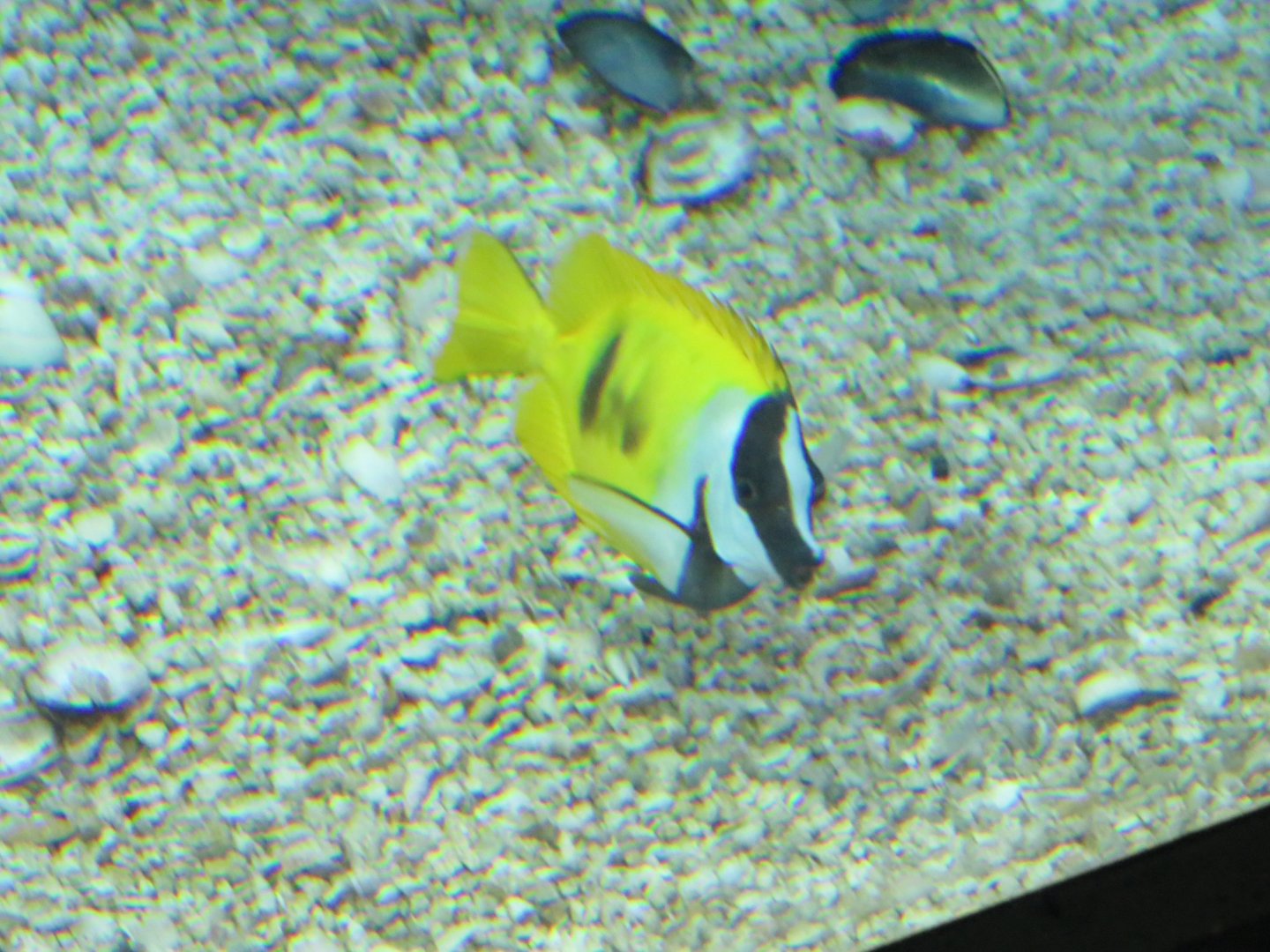 Foxface rabbitfish