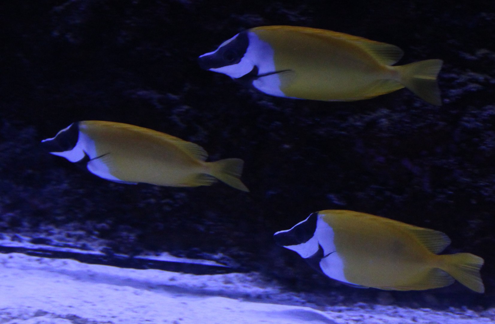 Foxface rabbitfishes - Siganus vulpinus