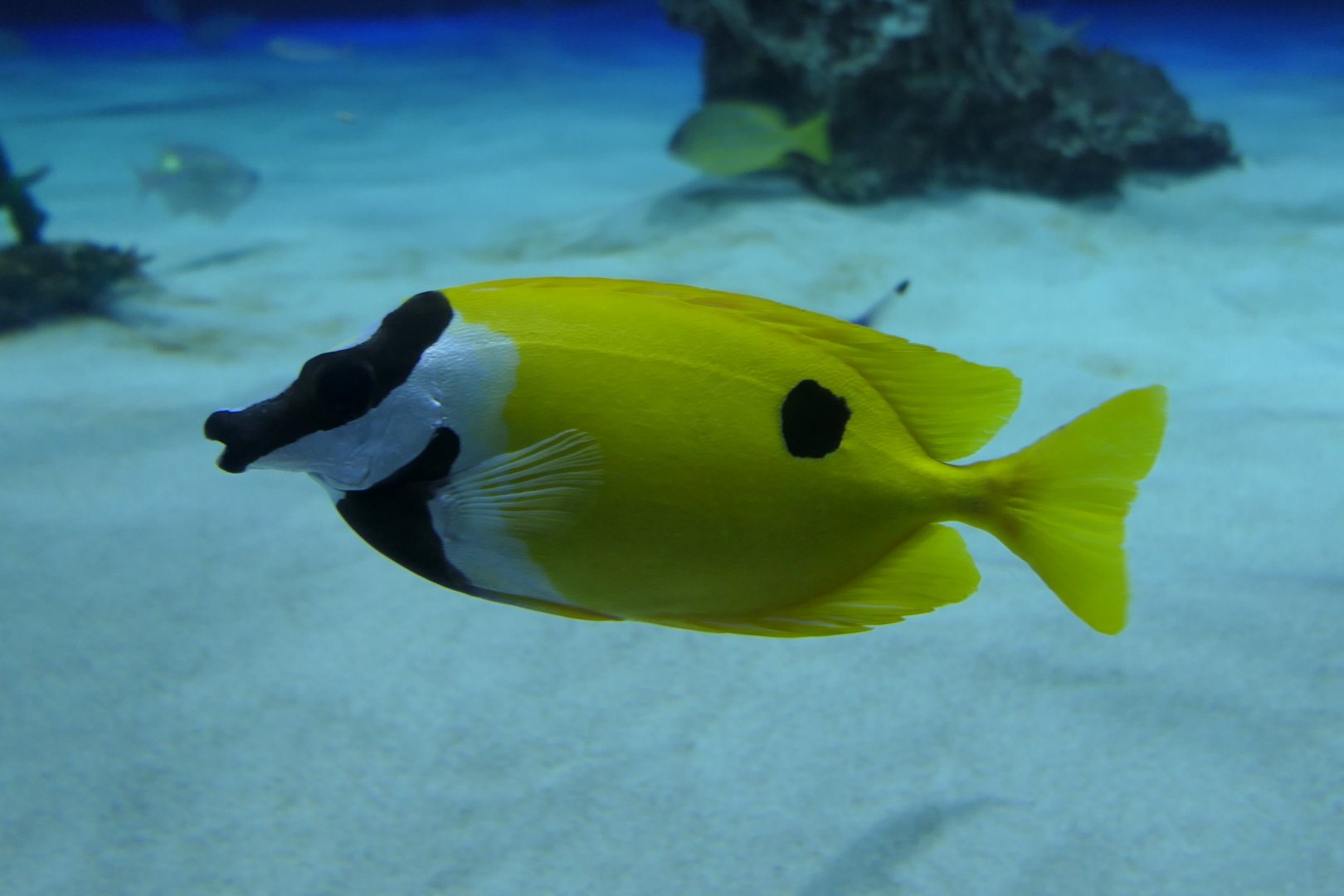 Foxface (Siganus vulpinus)