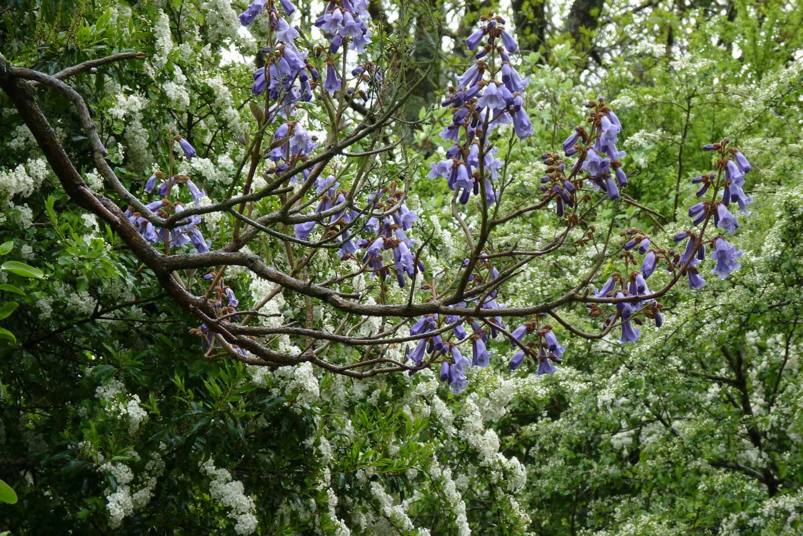 Foxglove tree, May 2017