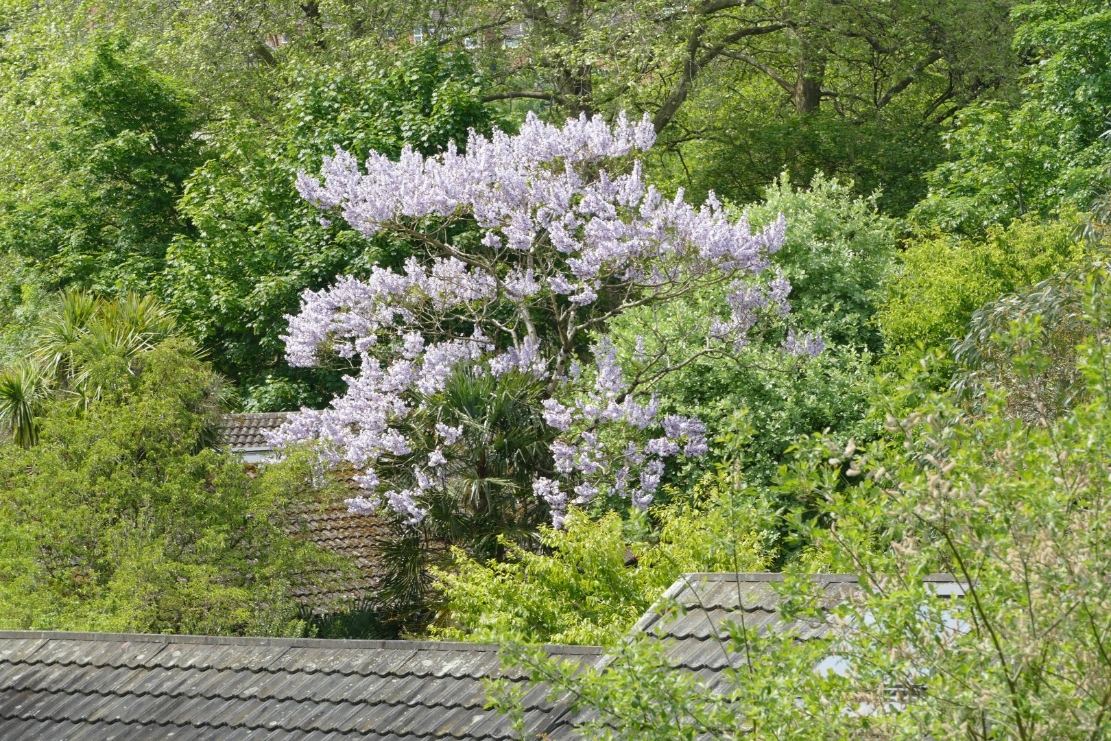Foxglove tree, May 2018