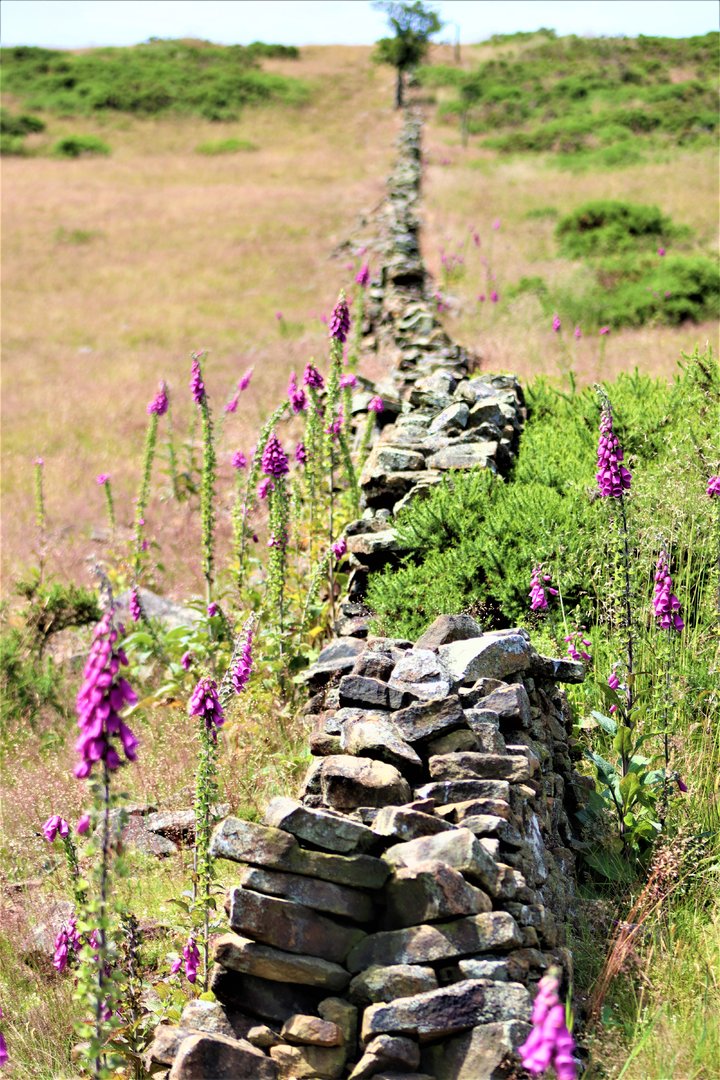 Foxglove Wall