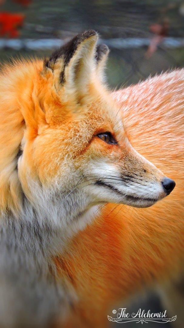 Foxy Orange
