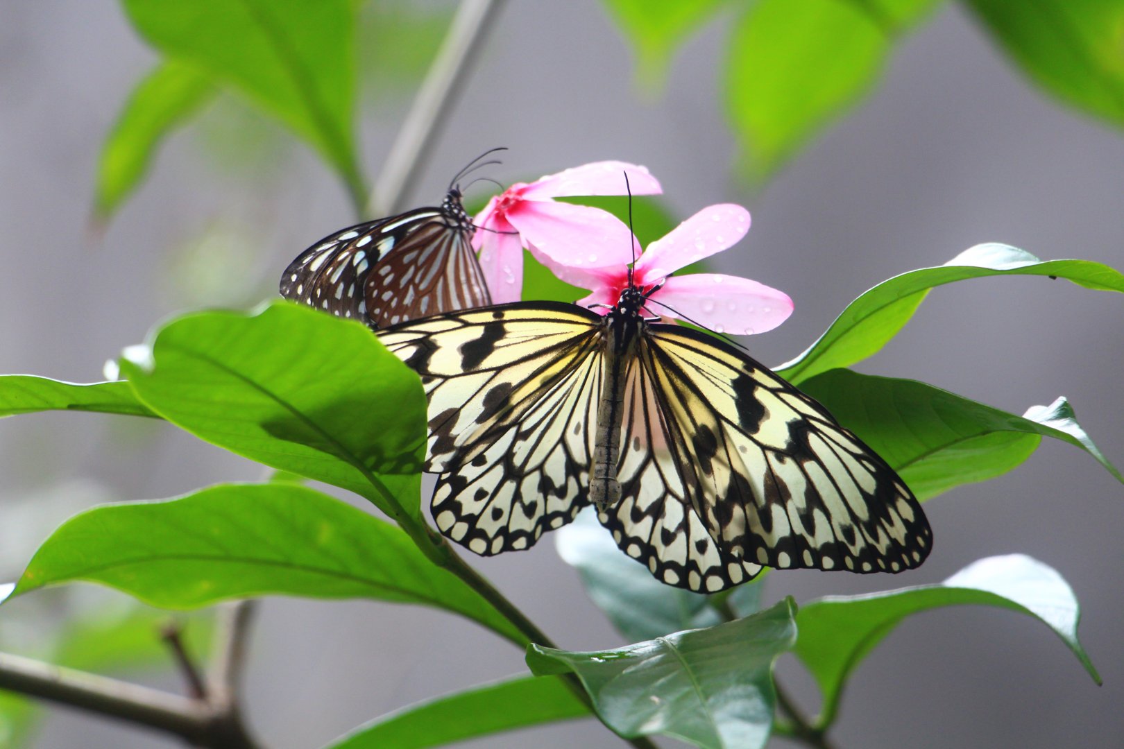 Fragile Forest - Butterfly Aviary