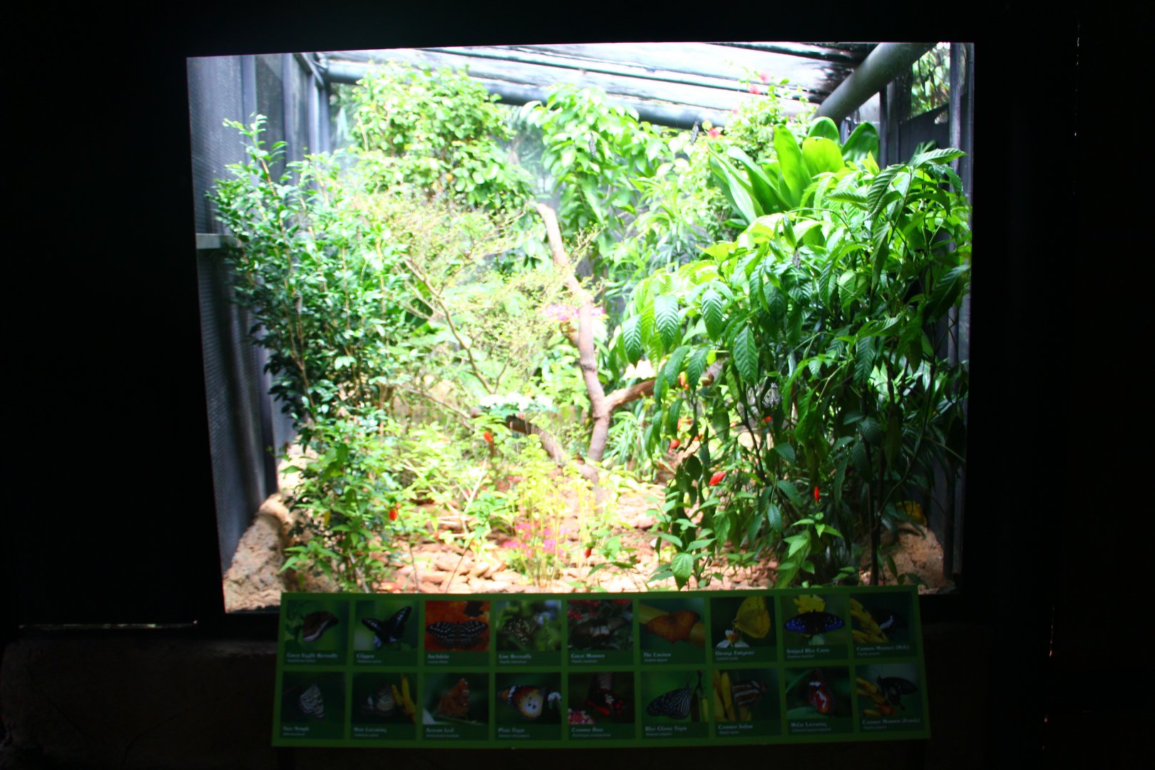 Fragile Forest - Butterfly enclosure