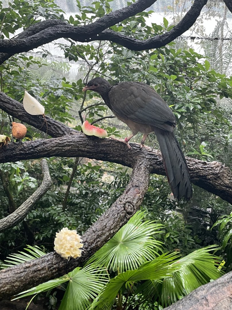Fragile Forest - Chaco Chachalaca (Ortalis canicollis)