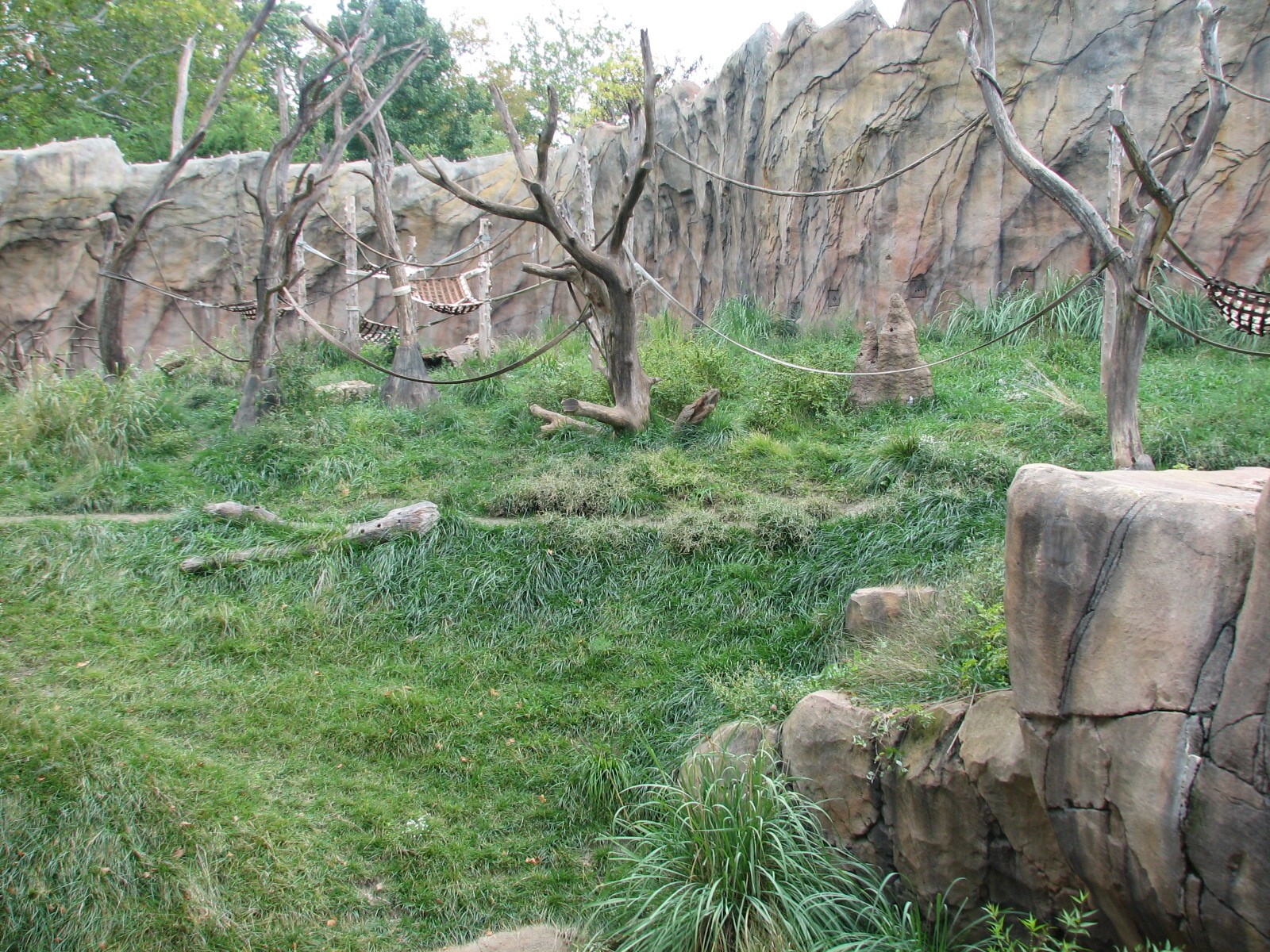 Fragile Forest - Chimpanzee Exhibit