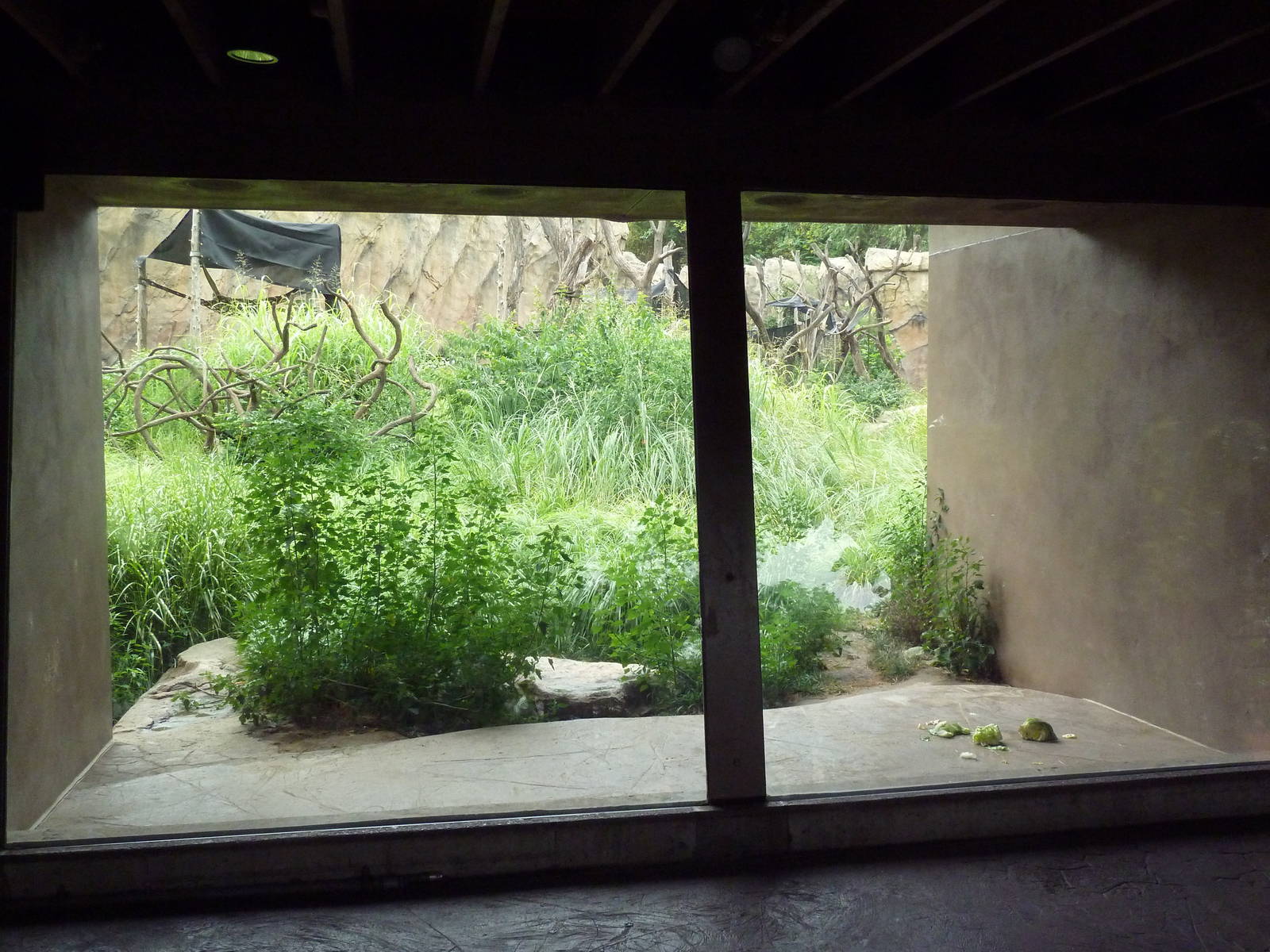 Fragile Forest - Chimpanzee Outdoor Exhibit